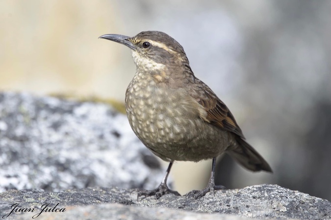 Royal Cinclodes is perhaps the most wanted of the birds in SE Peru, because it is very rare and threatened and found at with some effort at the Polylepis Woodland at Abra Malaga. Photo: Juan Julca